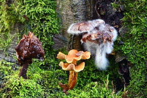 syzygites megalocarpes 11-2019 0347